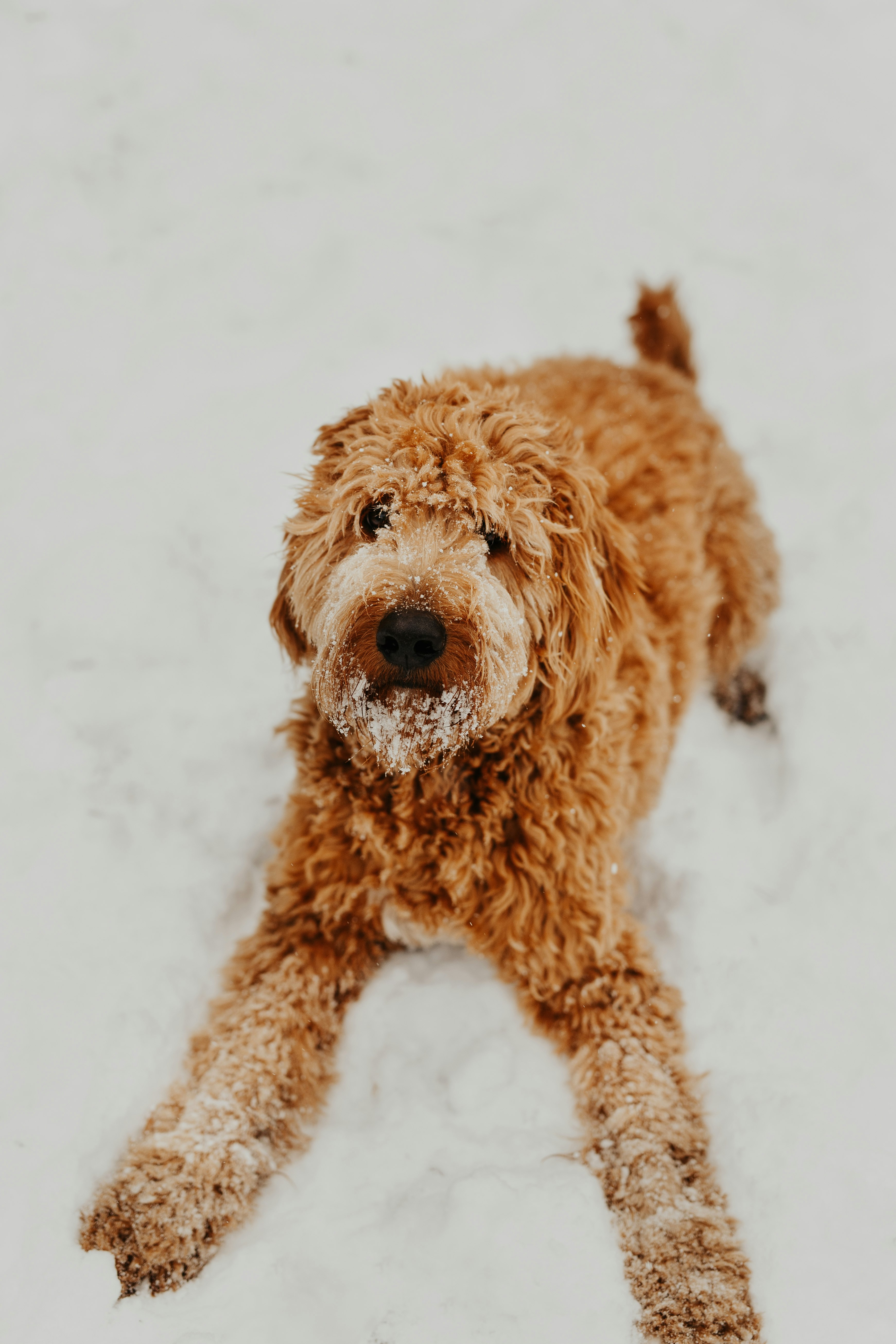 shallow focus photo of long-coated brown dog